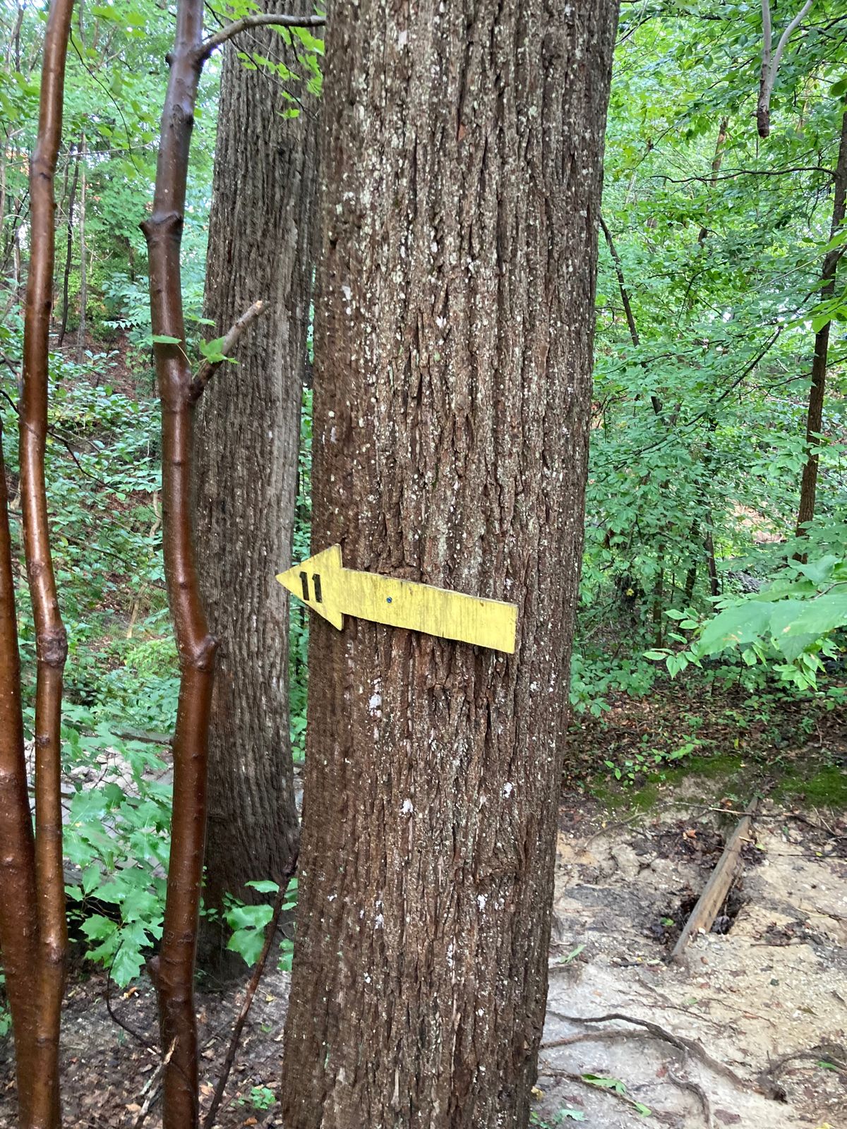 To hole 11!