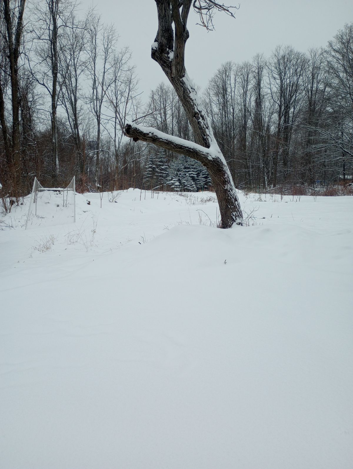 Tee Winter