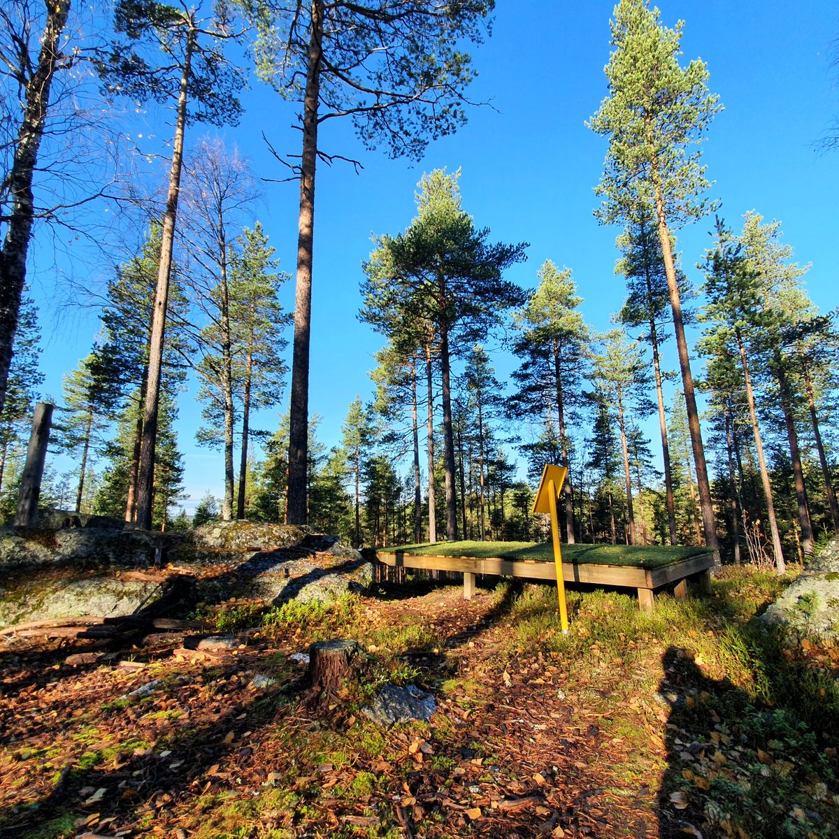 Tee 15