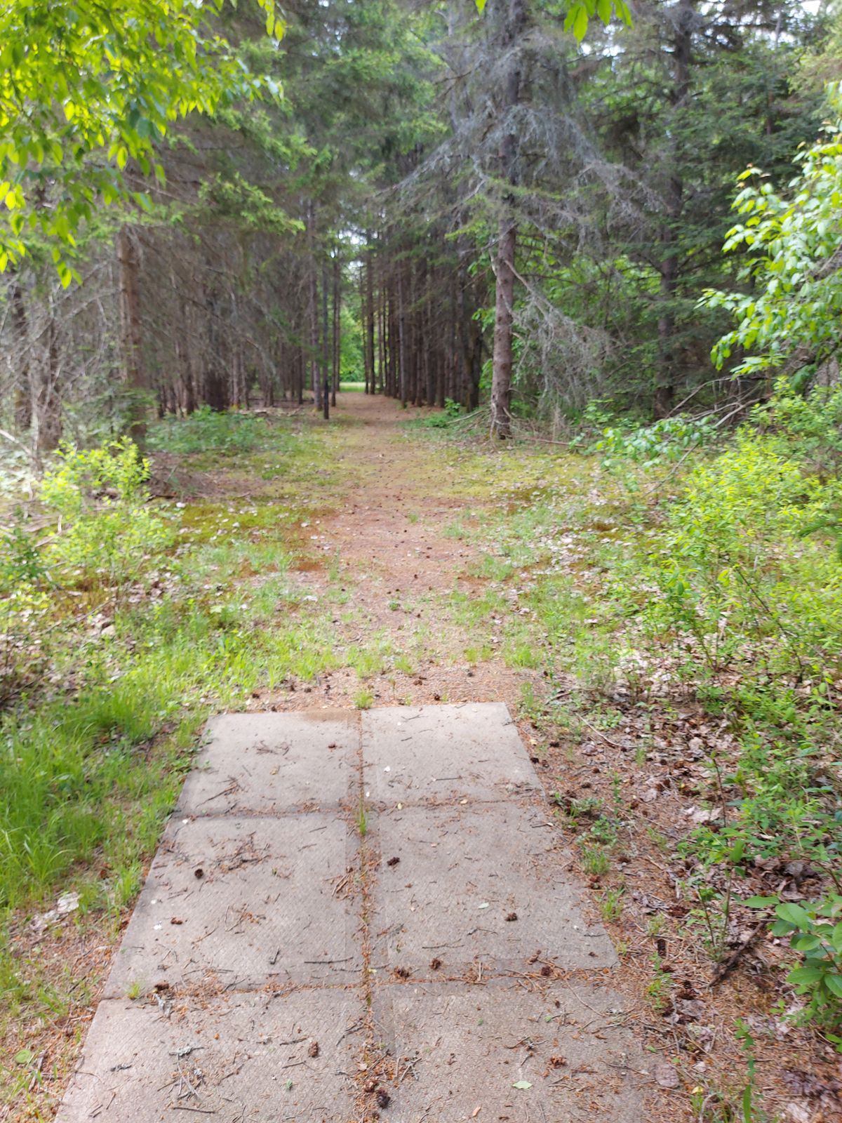 Tee pad 17 🌲🌲🌲🌲