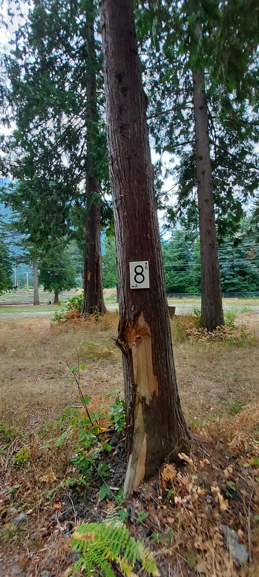 Tee pad 8.🪵🍁🪵🍁🪵