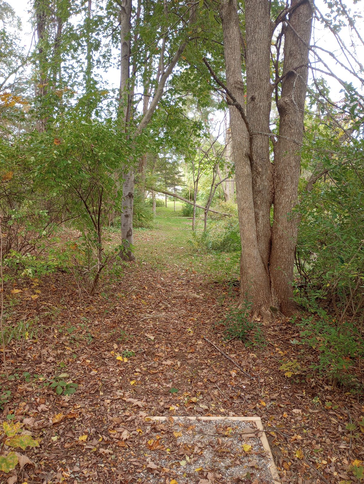Tee
Long
Early Fall