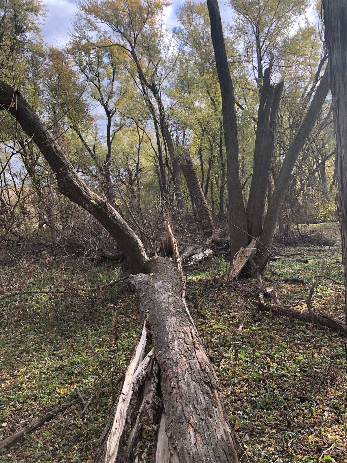 Remains of 2020 Derecho damage.