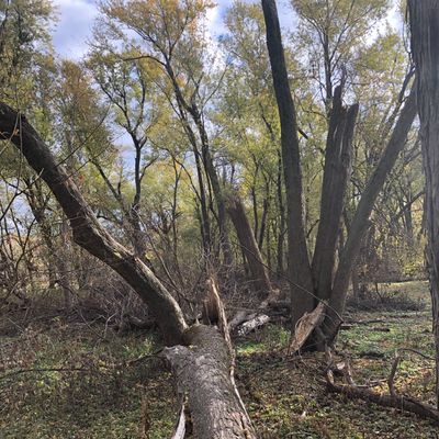 Remains of 2020 Derecho damage.