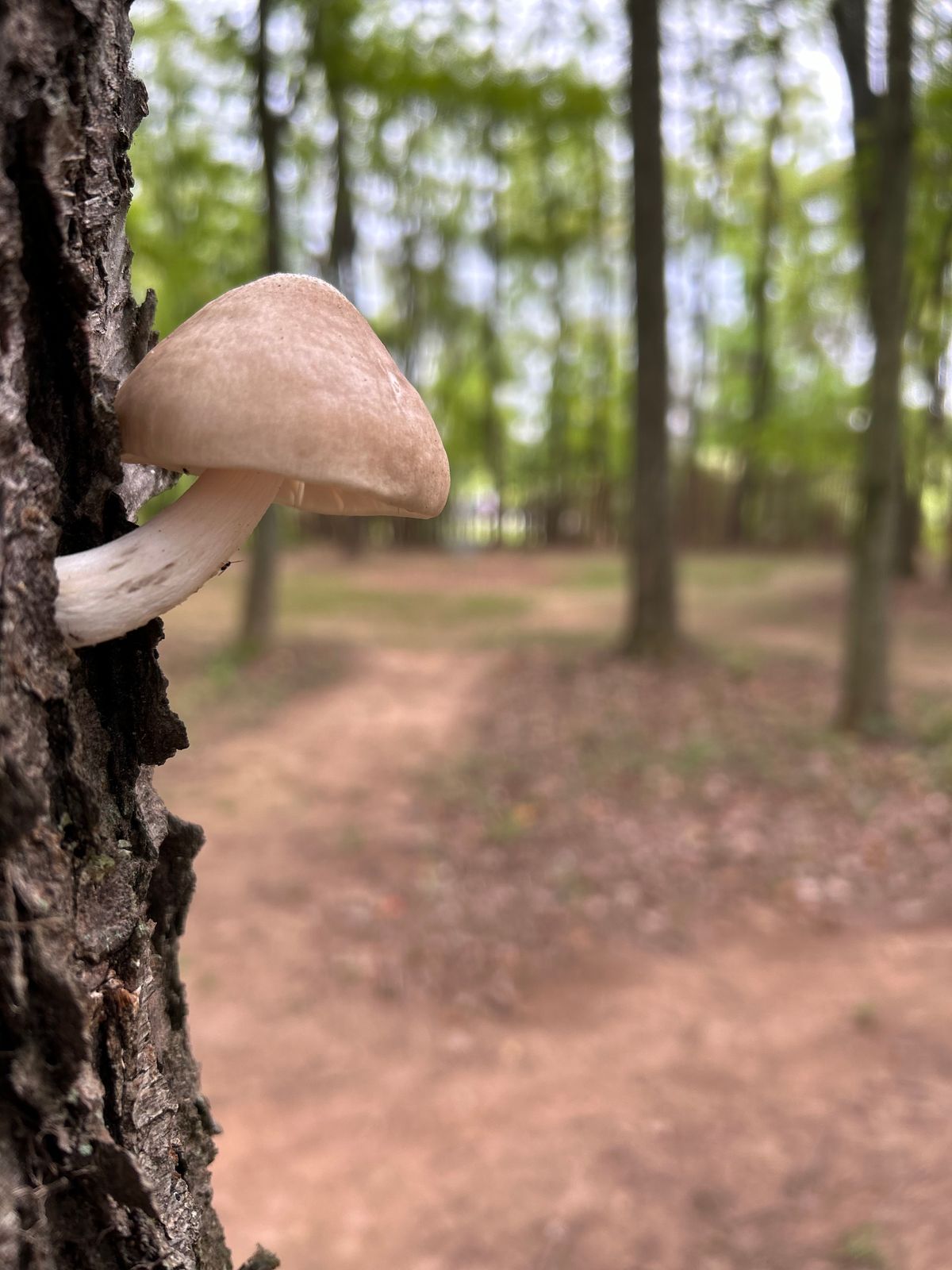 cool shrooms on hole 16