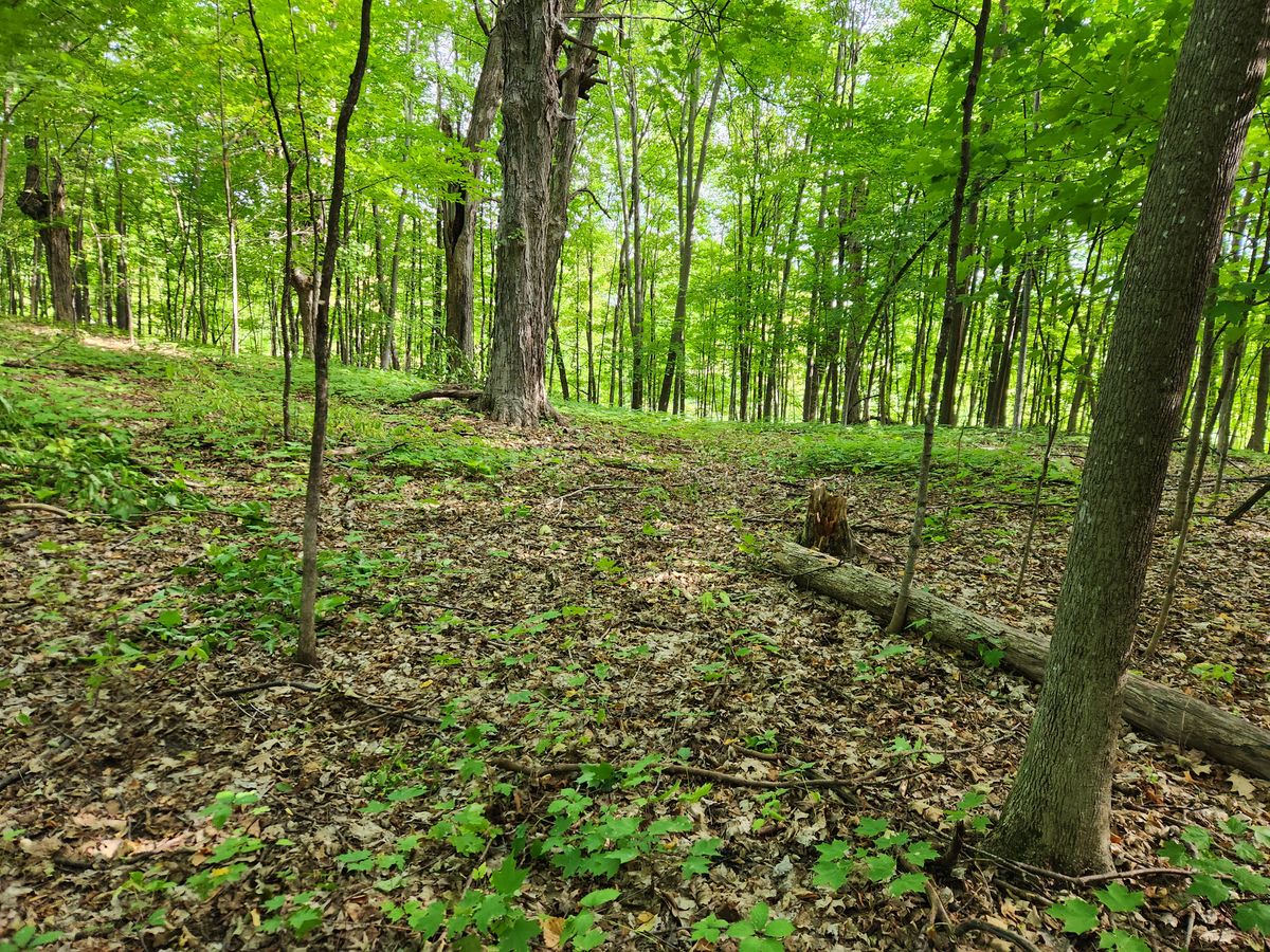 11th fairway