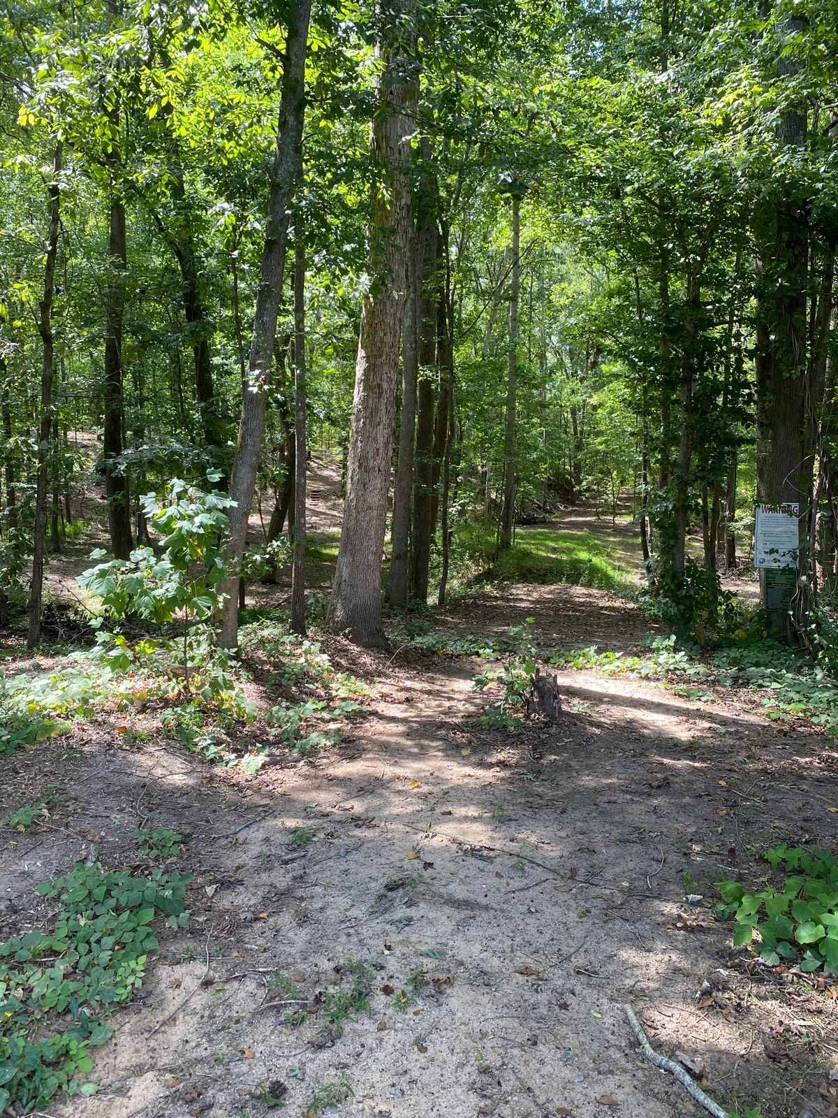 There are a lot of woods