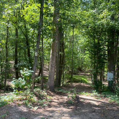 There are a lot of woods