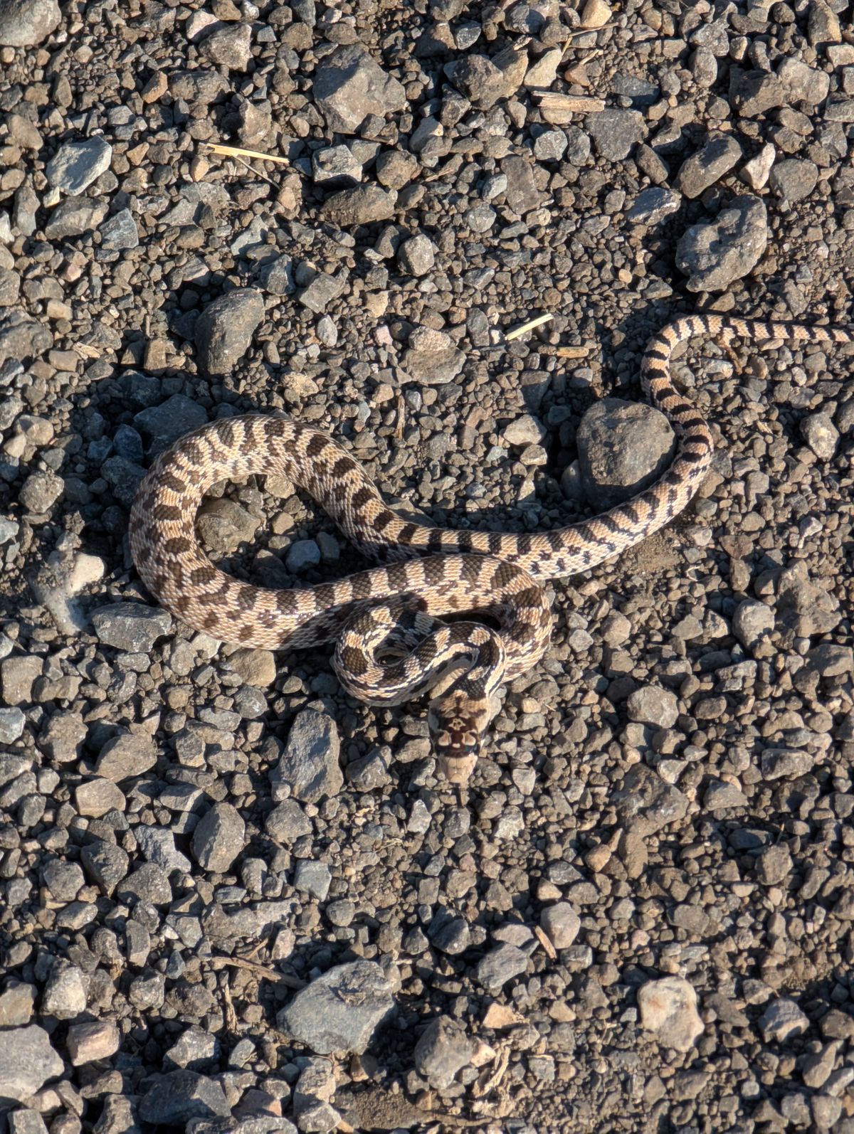 Gopher snake saw two.