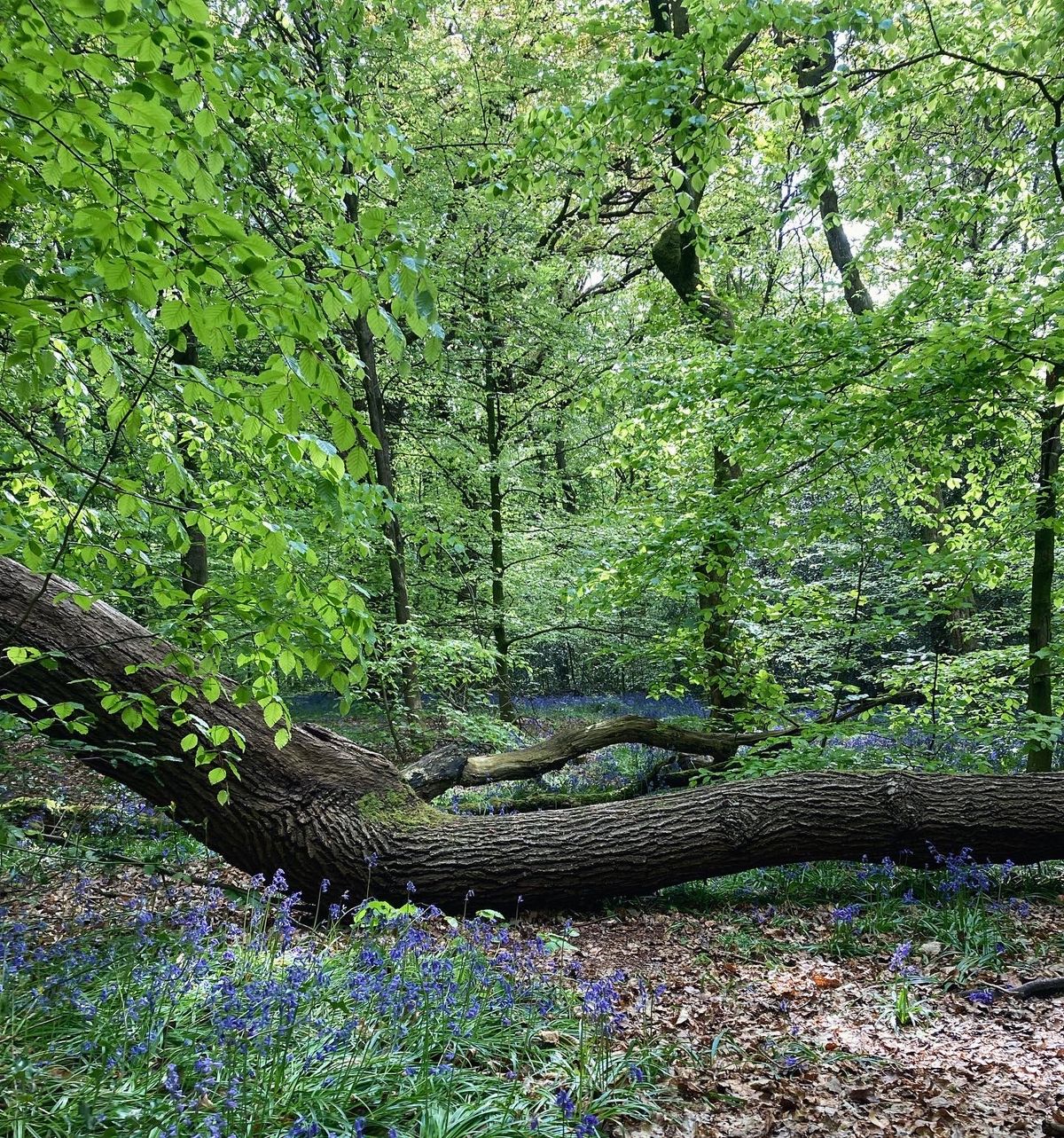 Beautiful bluebell woodland.