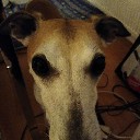 straydog