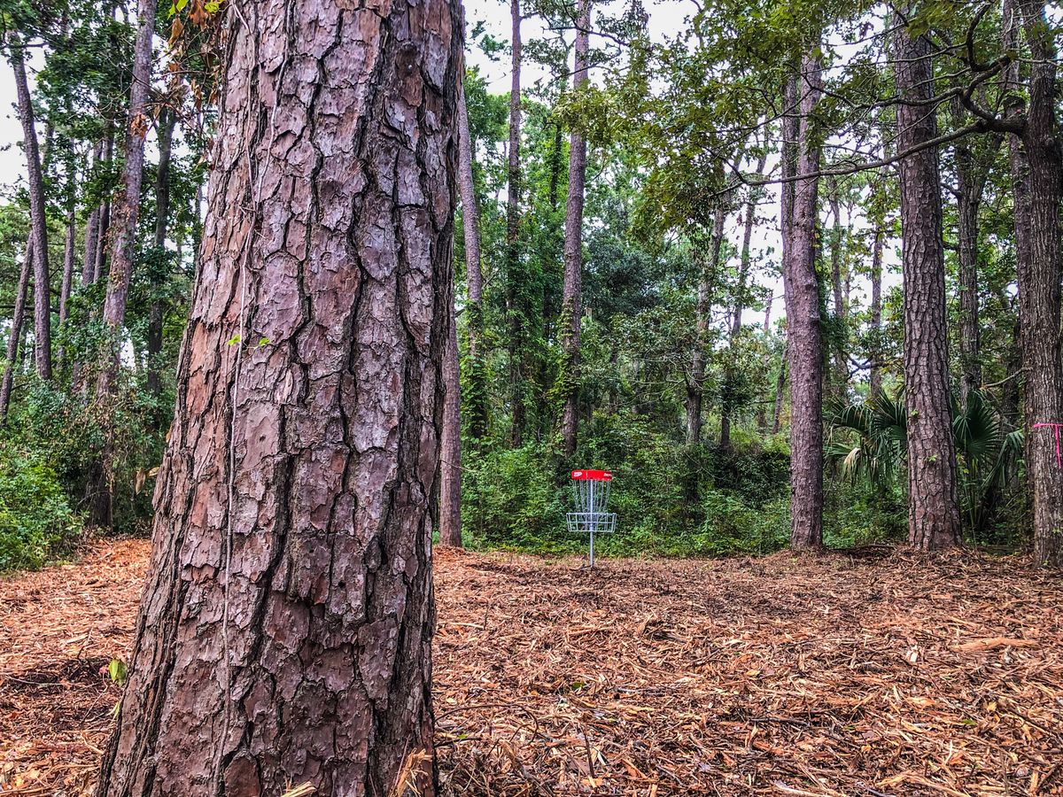 Hole 6 Basket - Splinter City