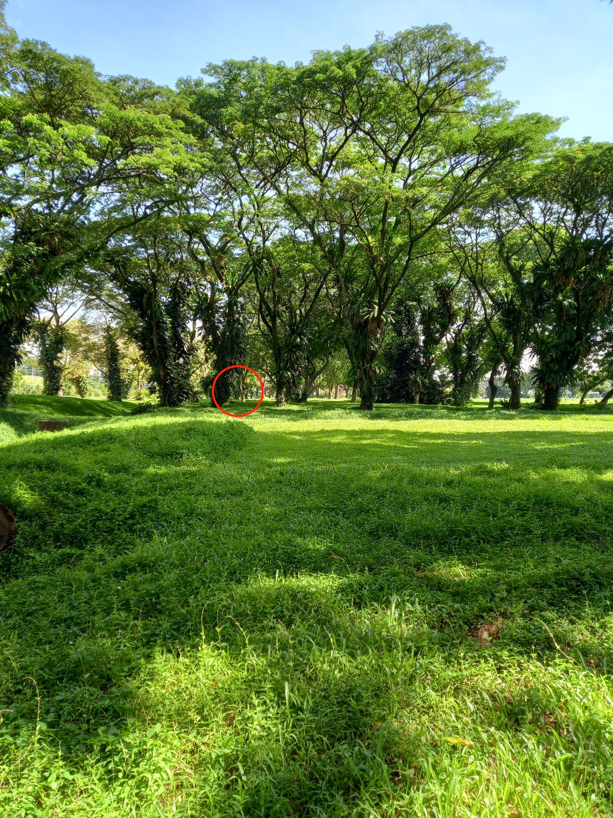 Hole 5 tee