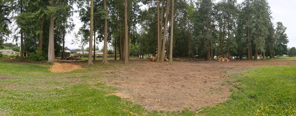 Recent tree removal.