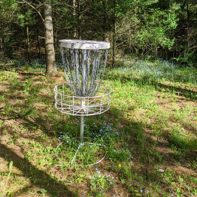 Bonus holes in the woodd