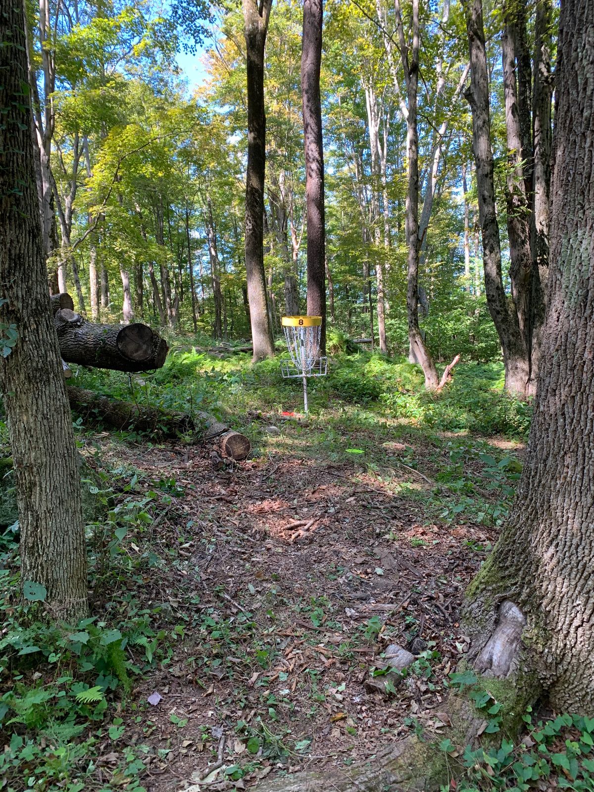 Green of Hole 8 (Newley moved back)