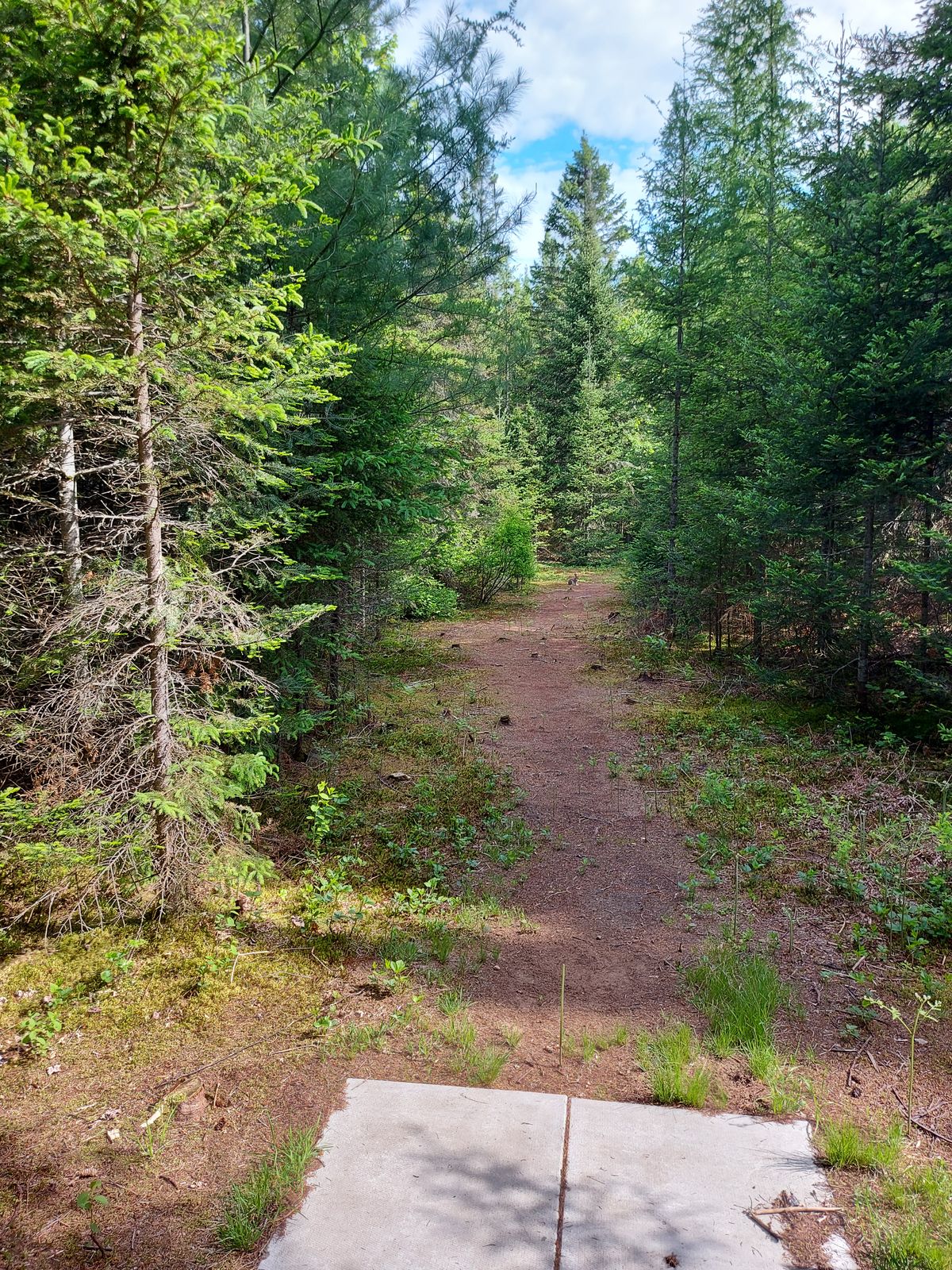 Tee pad 7. 🍁🌲🍁🌲🍁🌲