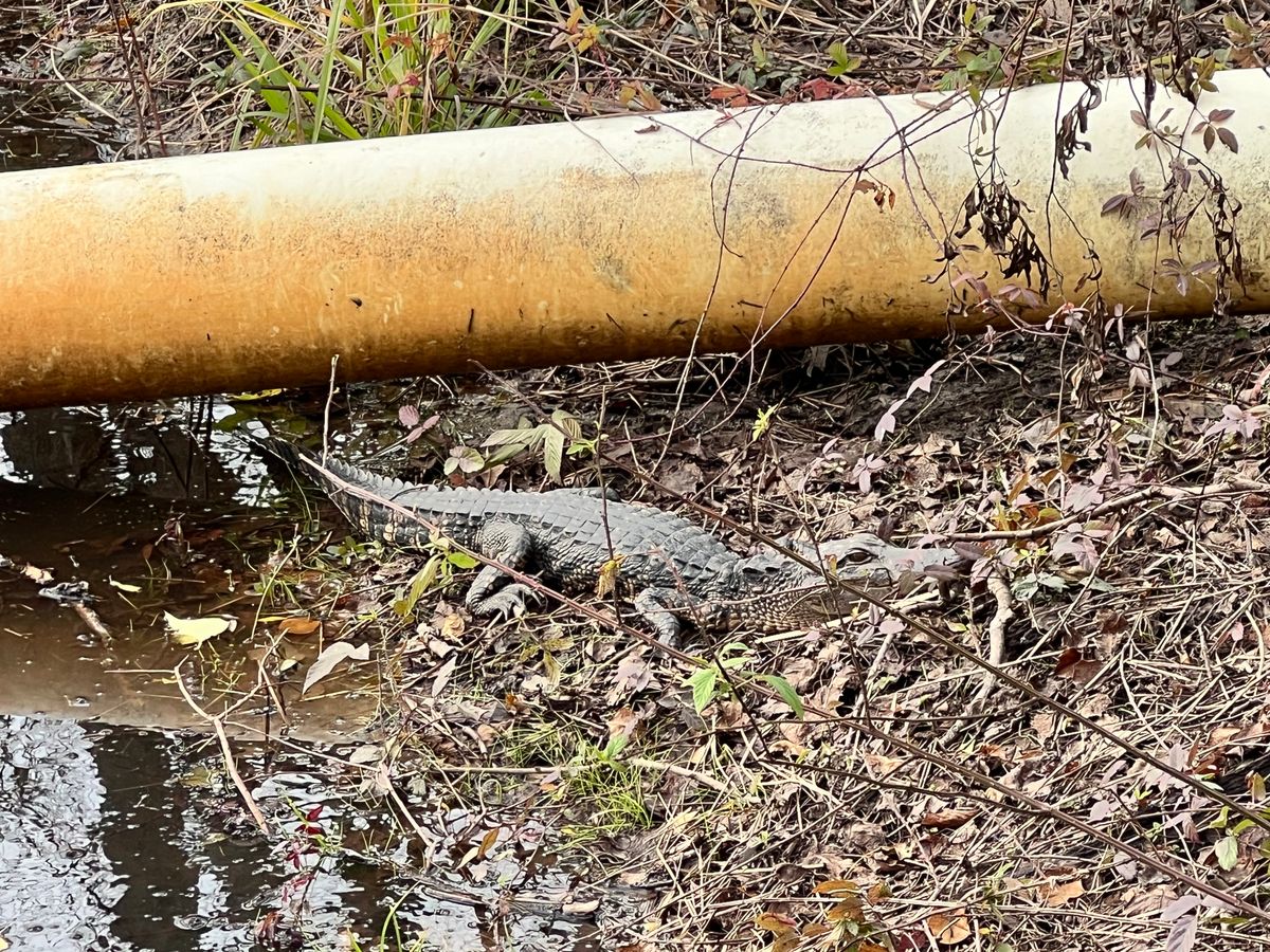 Yes there are gators in the water!
