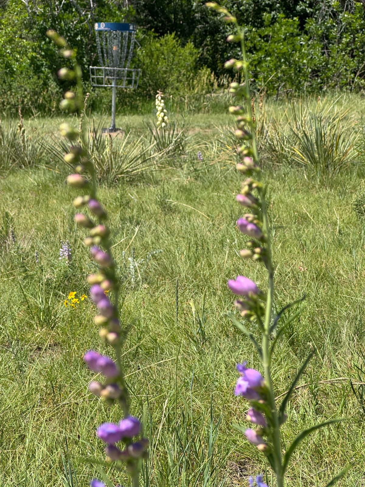 Putt to basket #12 amidst beautiful flora