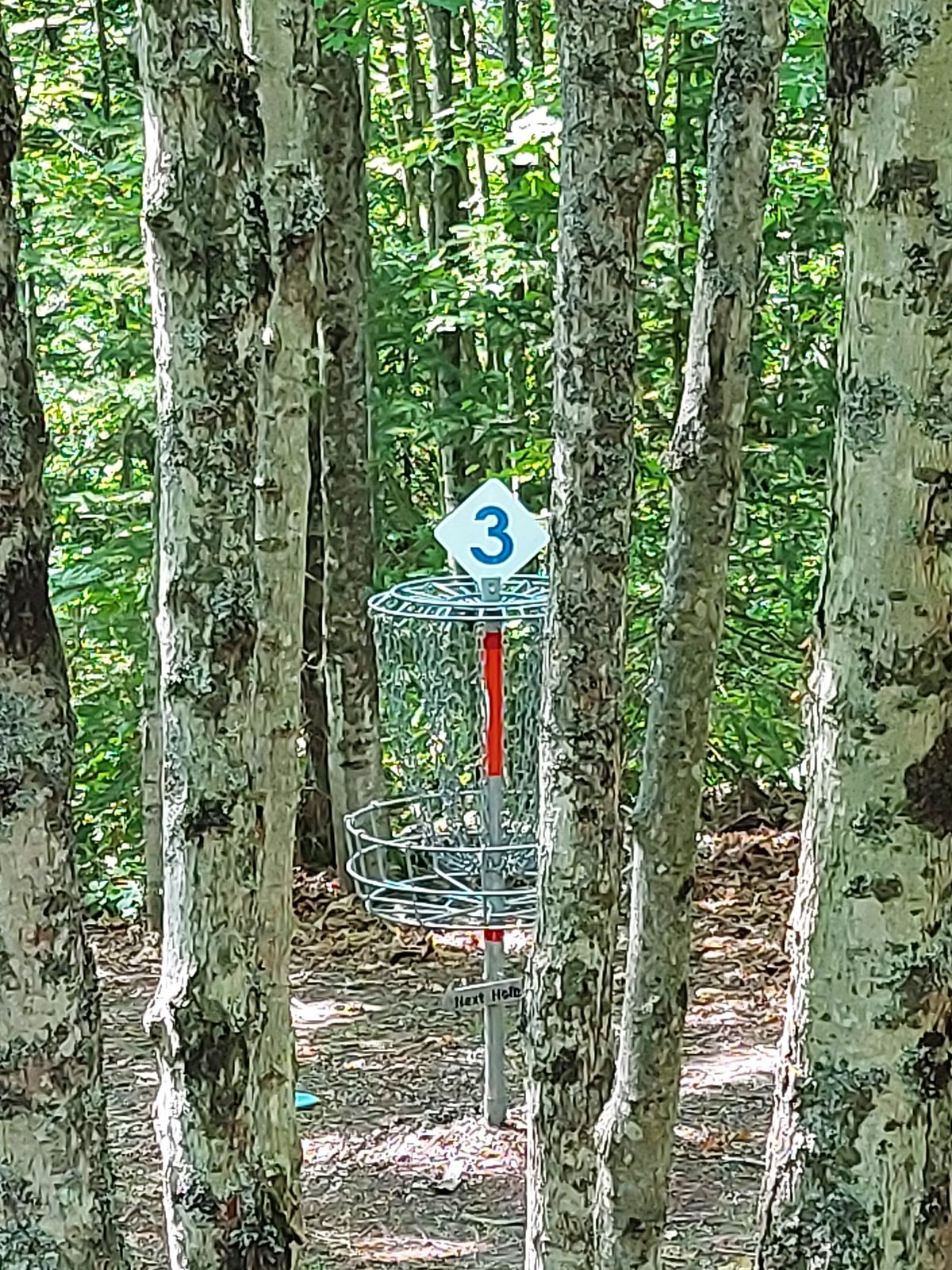 Putting on hole 3.🪵👍🪵👍