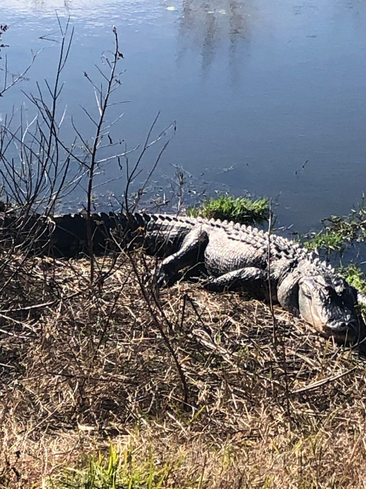 There’s a big gator in the pond near hole 11.