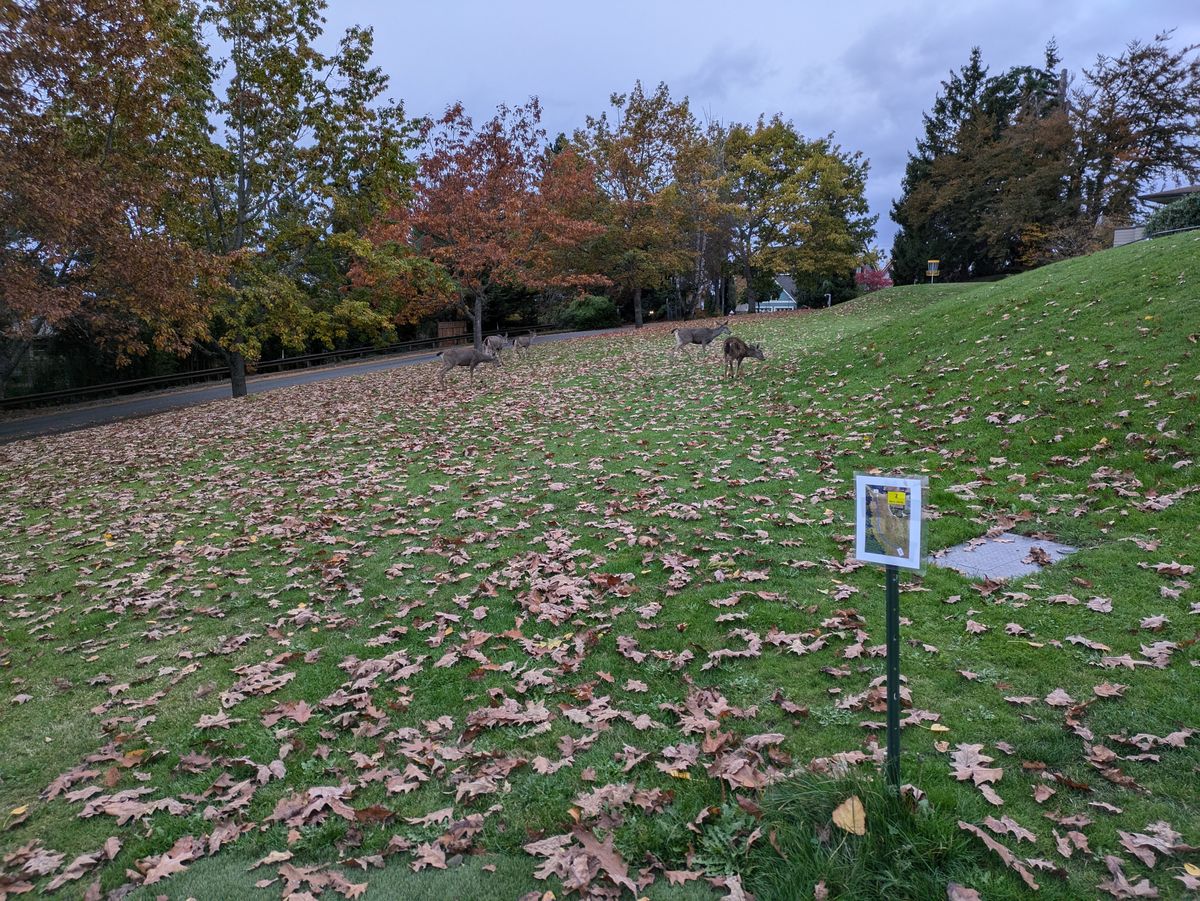 So do I still yell Fore?