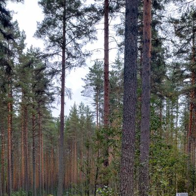 Väylä 3