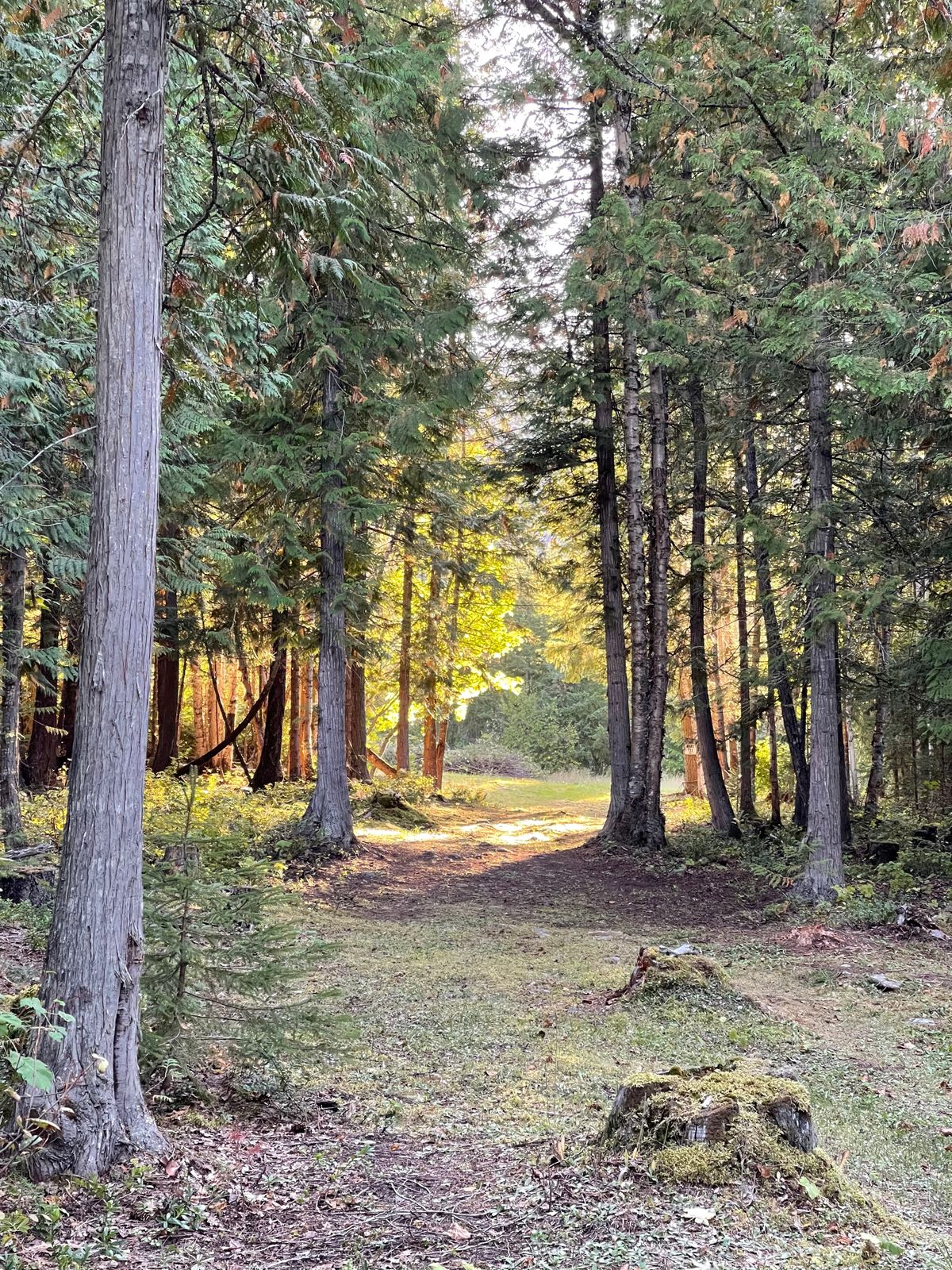 Fairway 5