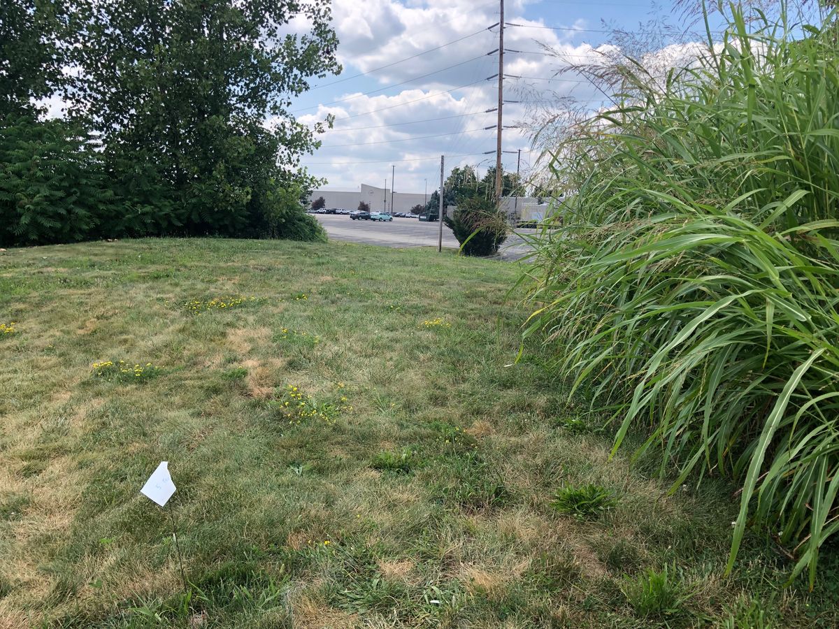 Hole 5 tee