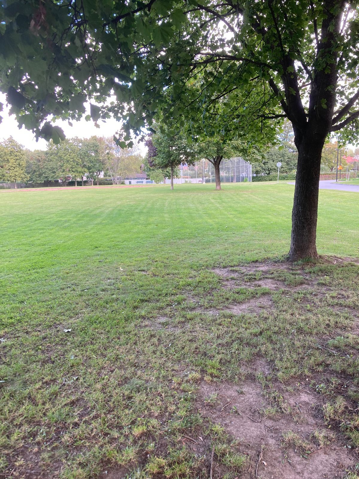 Tee 8 mando mellan samma träd som på 7an