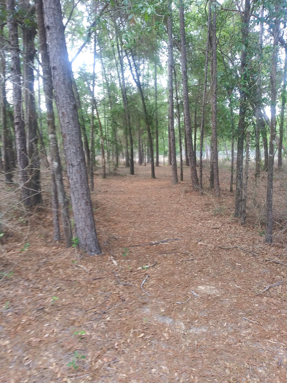 4th fairway