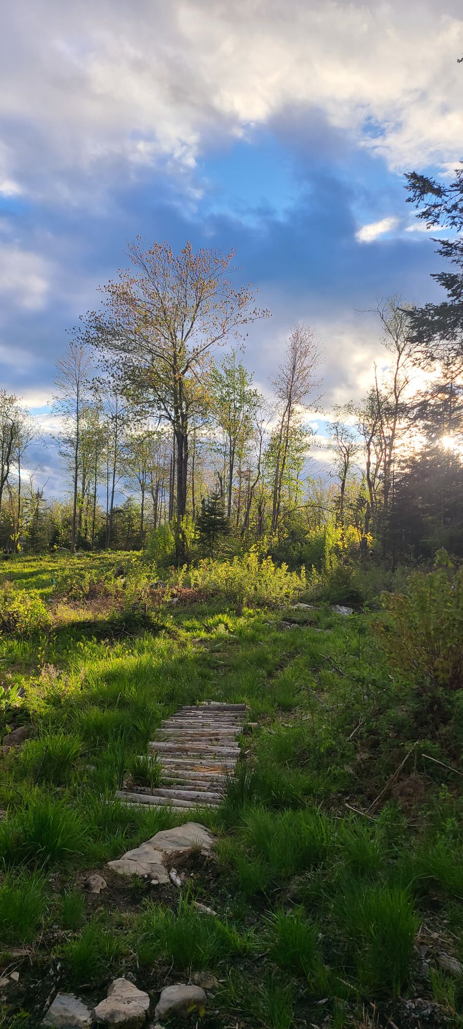 Hole 15 
Par 3 265ft