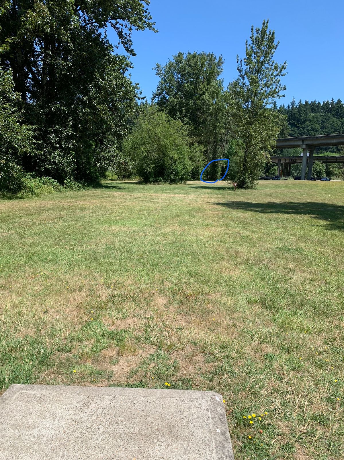 Hole 8 is tucked behind a ring of trees and is elevated.