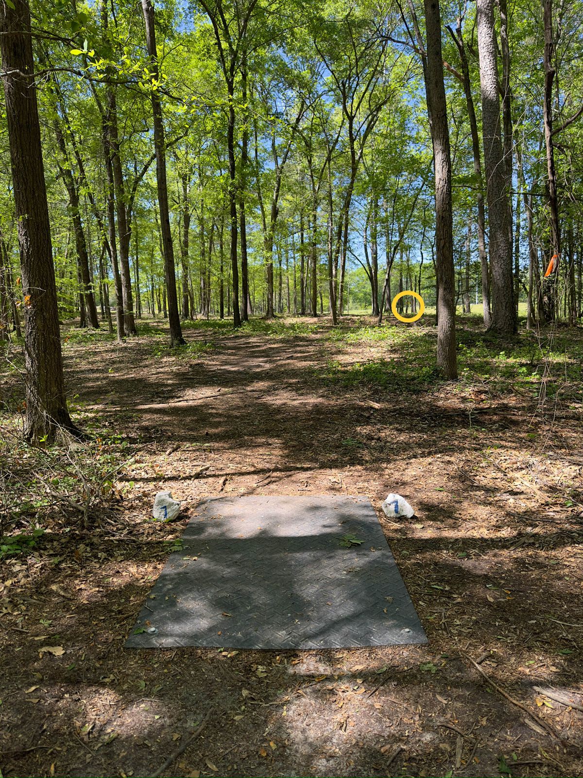 Hole 7 tee