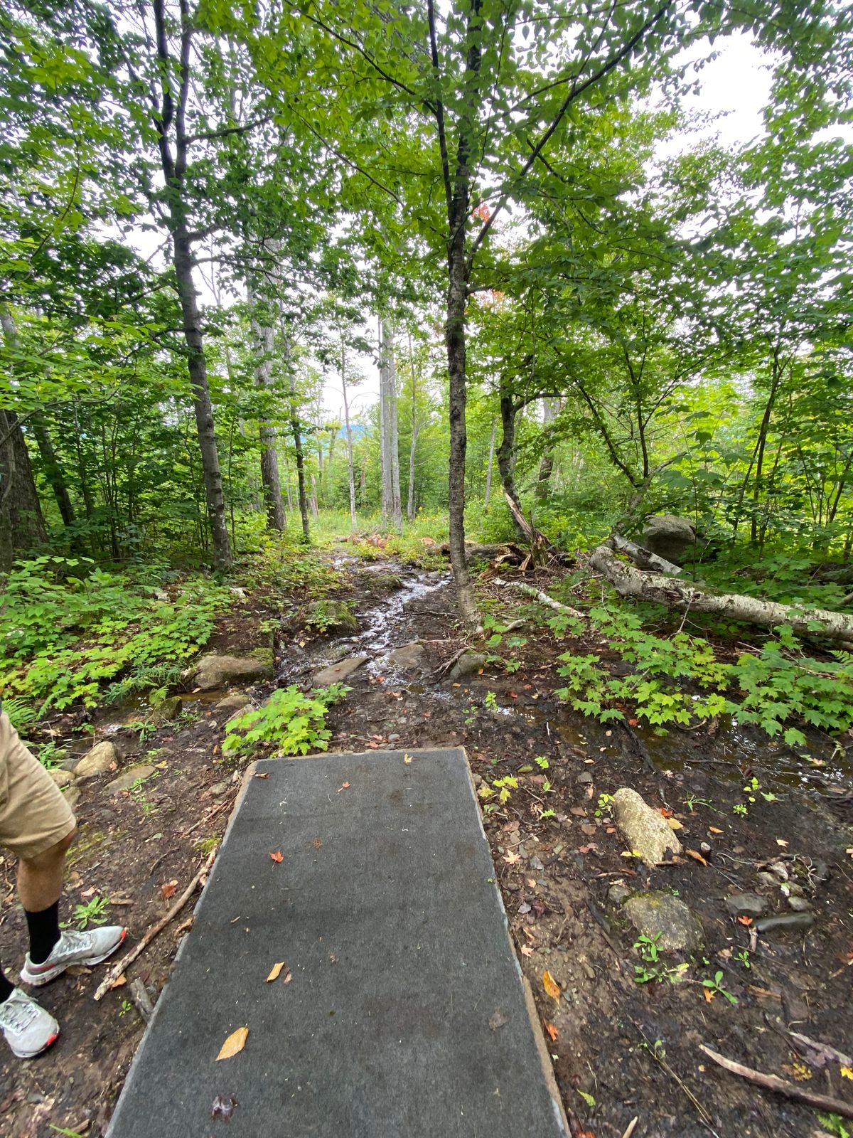 Hole 15 T
