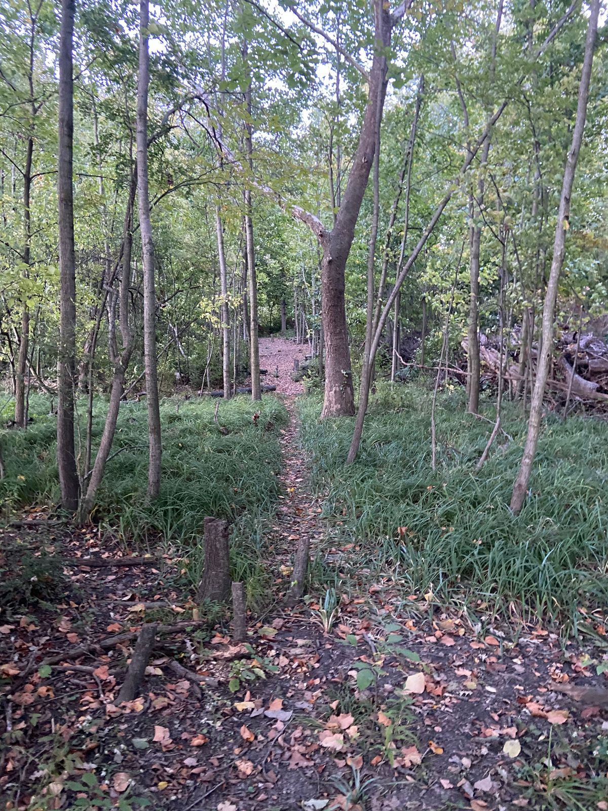 Narrow fairway on 11