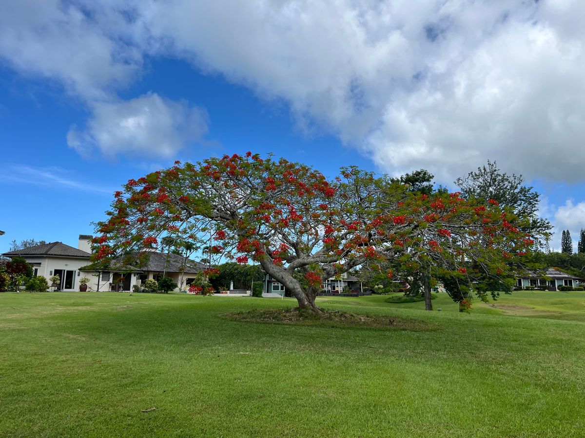 Pretty Tree pt 2