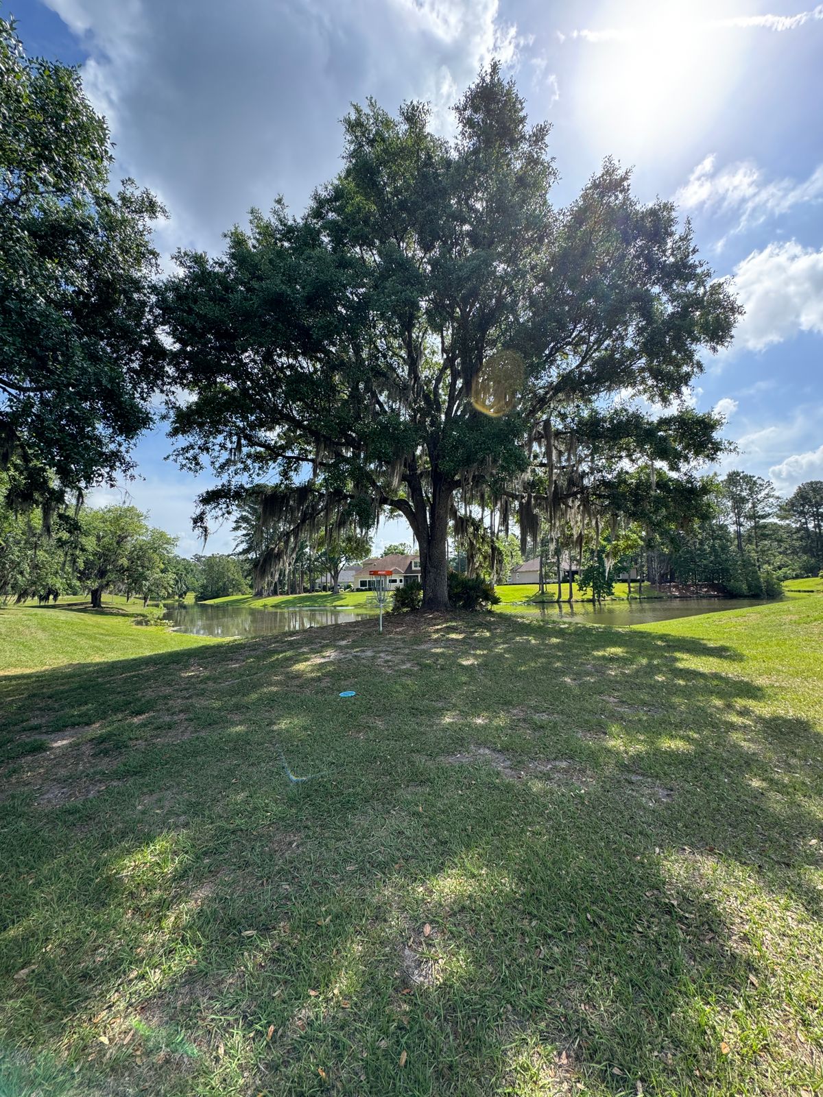 Beautiful live oaks all over the course