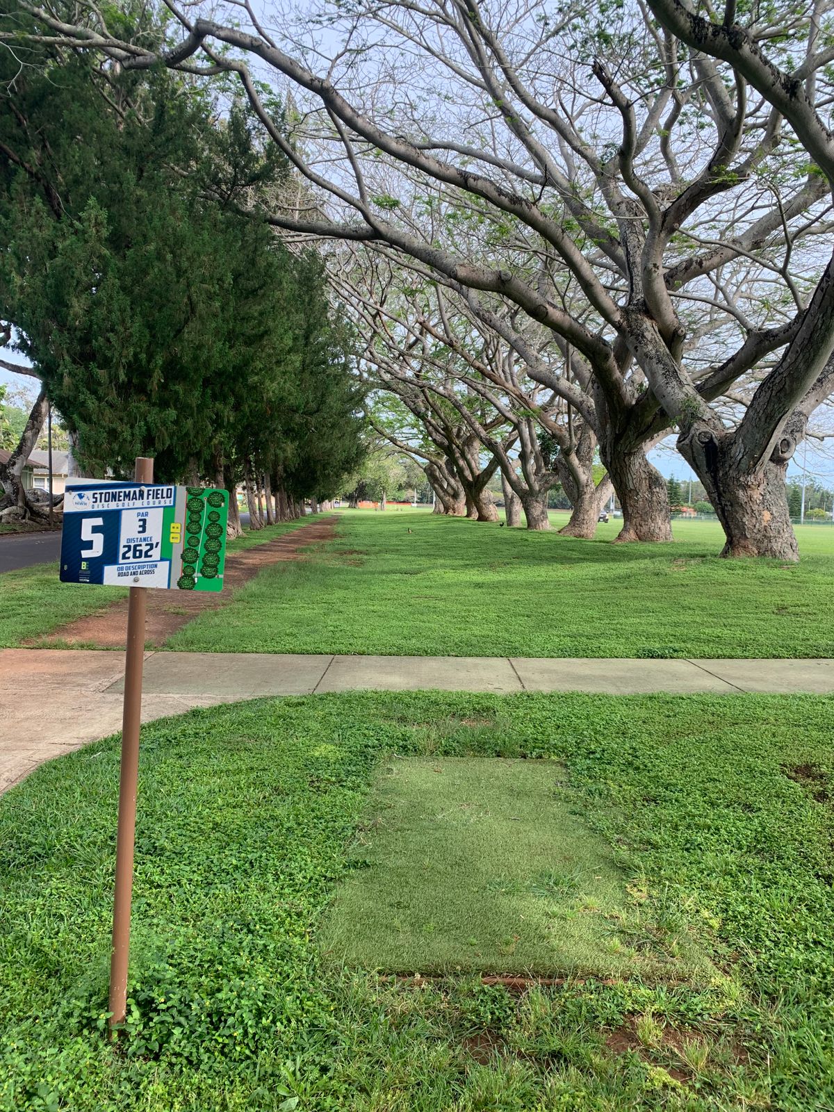 Nice tree channel on 5