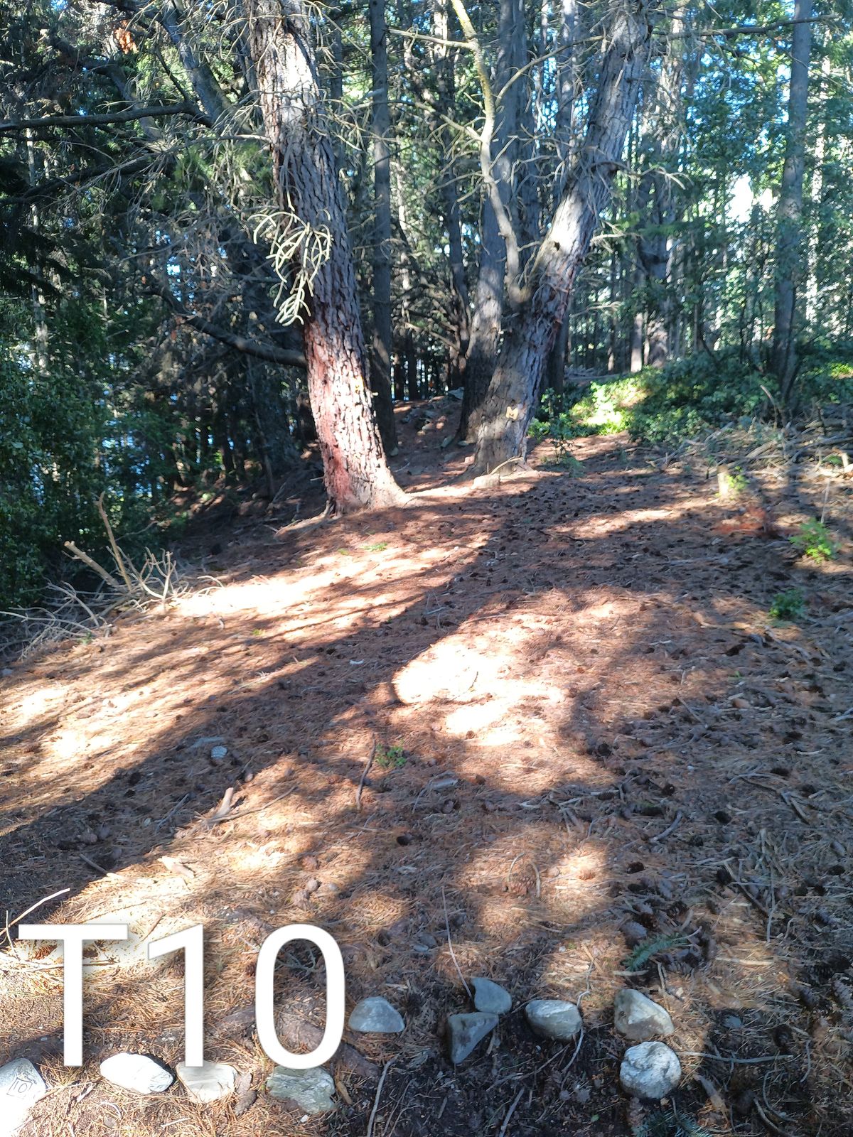 62m double Mando between the first two trees then staying straight to the target.try not to go left down the hill