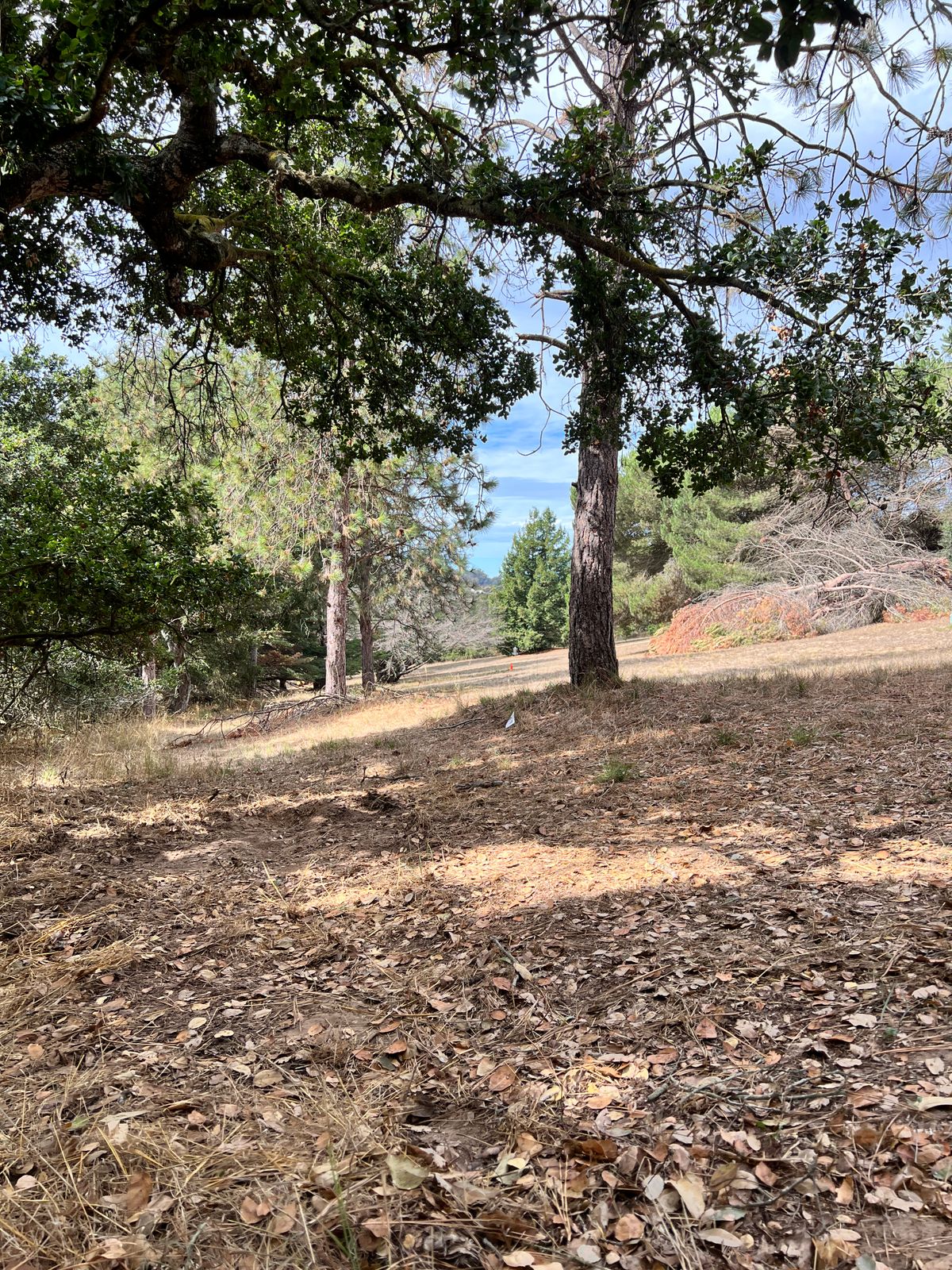 Hole 9 from the tee pad.