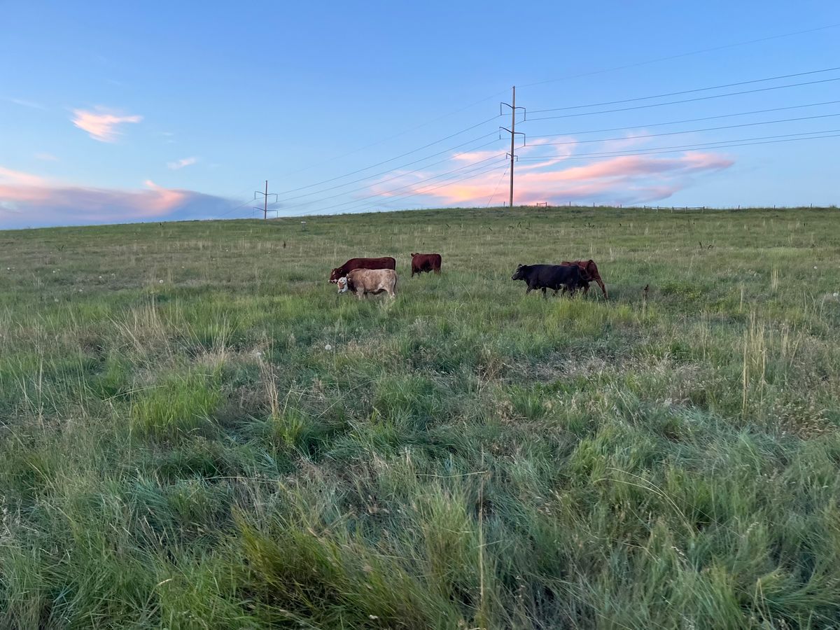 Cow friends, don’t get trampled!
