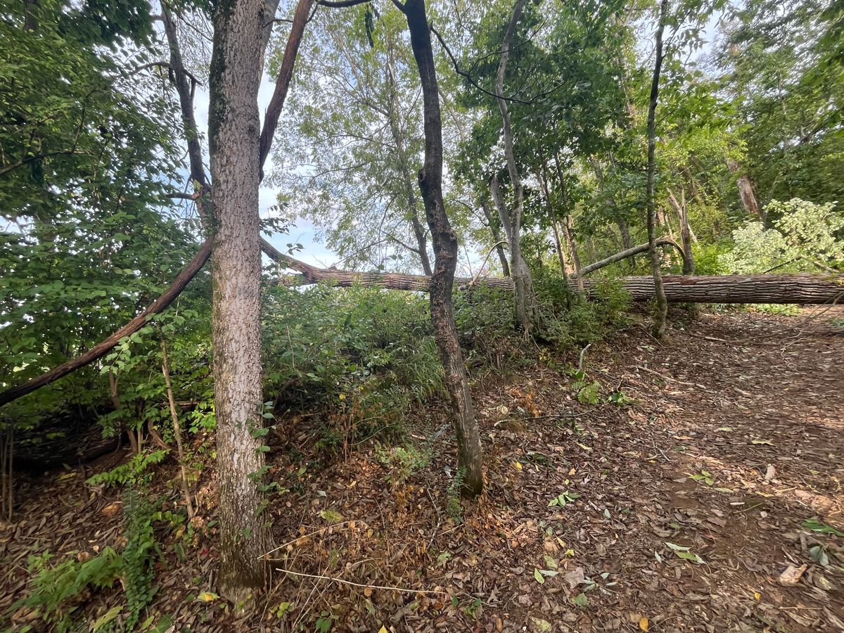 Tree that fell on the 16th fairway Sept 22