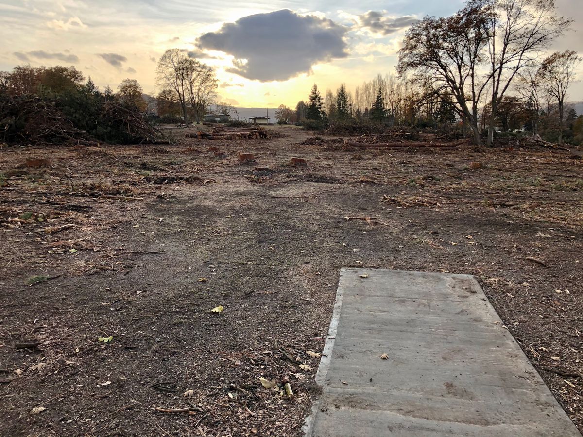Tree removal due to insect infestation