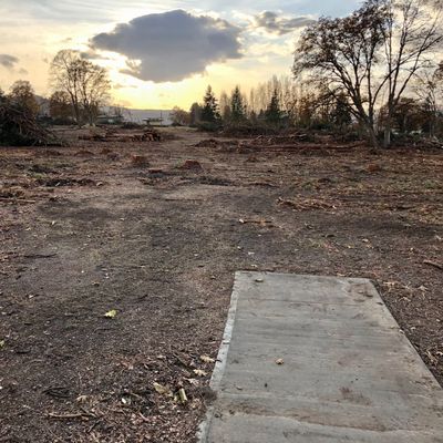 Tree removal due to insect infestation