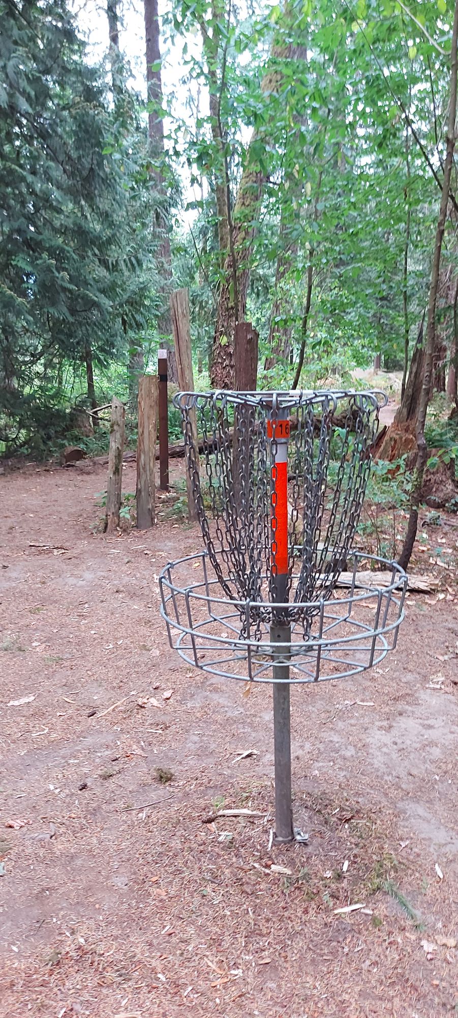 Putting on hole 16.🪵🌿🪵🌿🪵