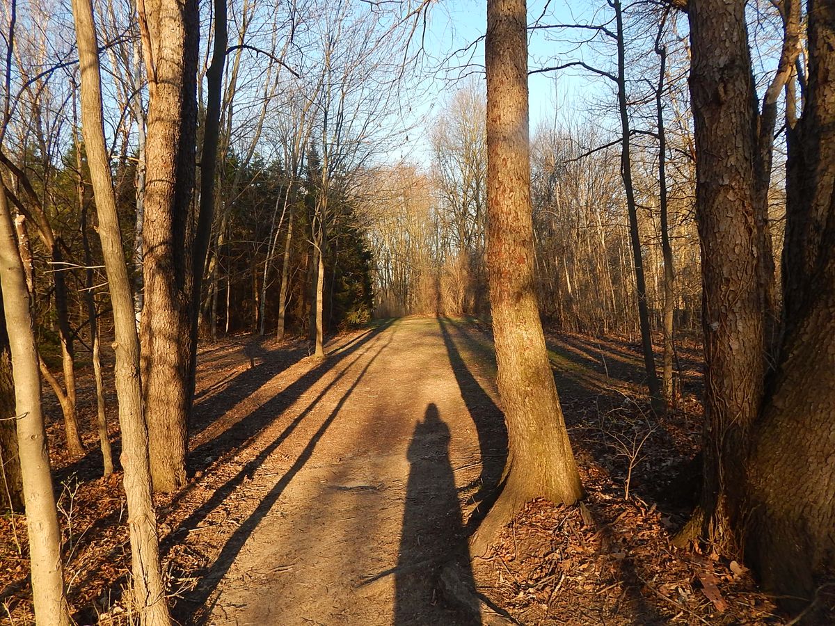 Hole 4 fairway, basket behind several pine trees to the left