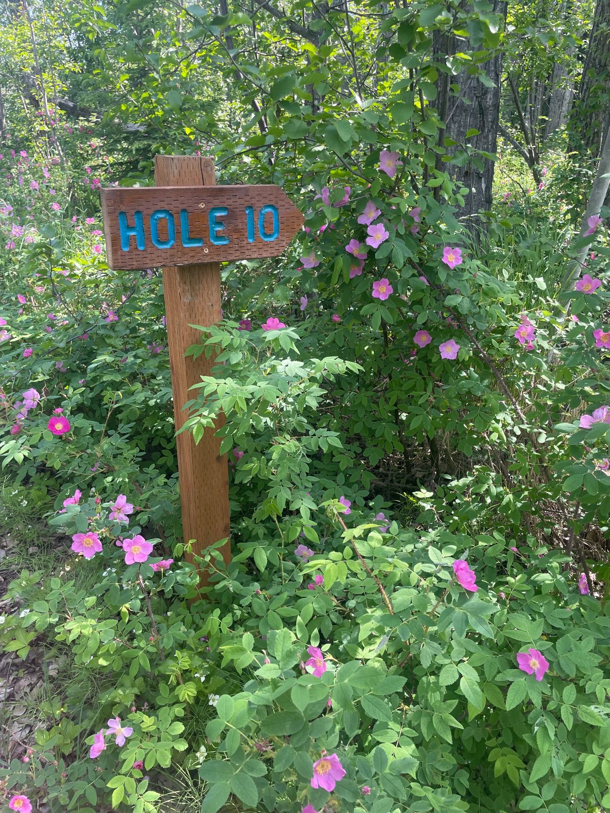 Blooming Rose Hips on the way to Hole 10