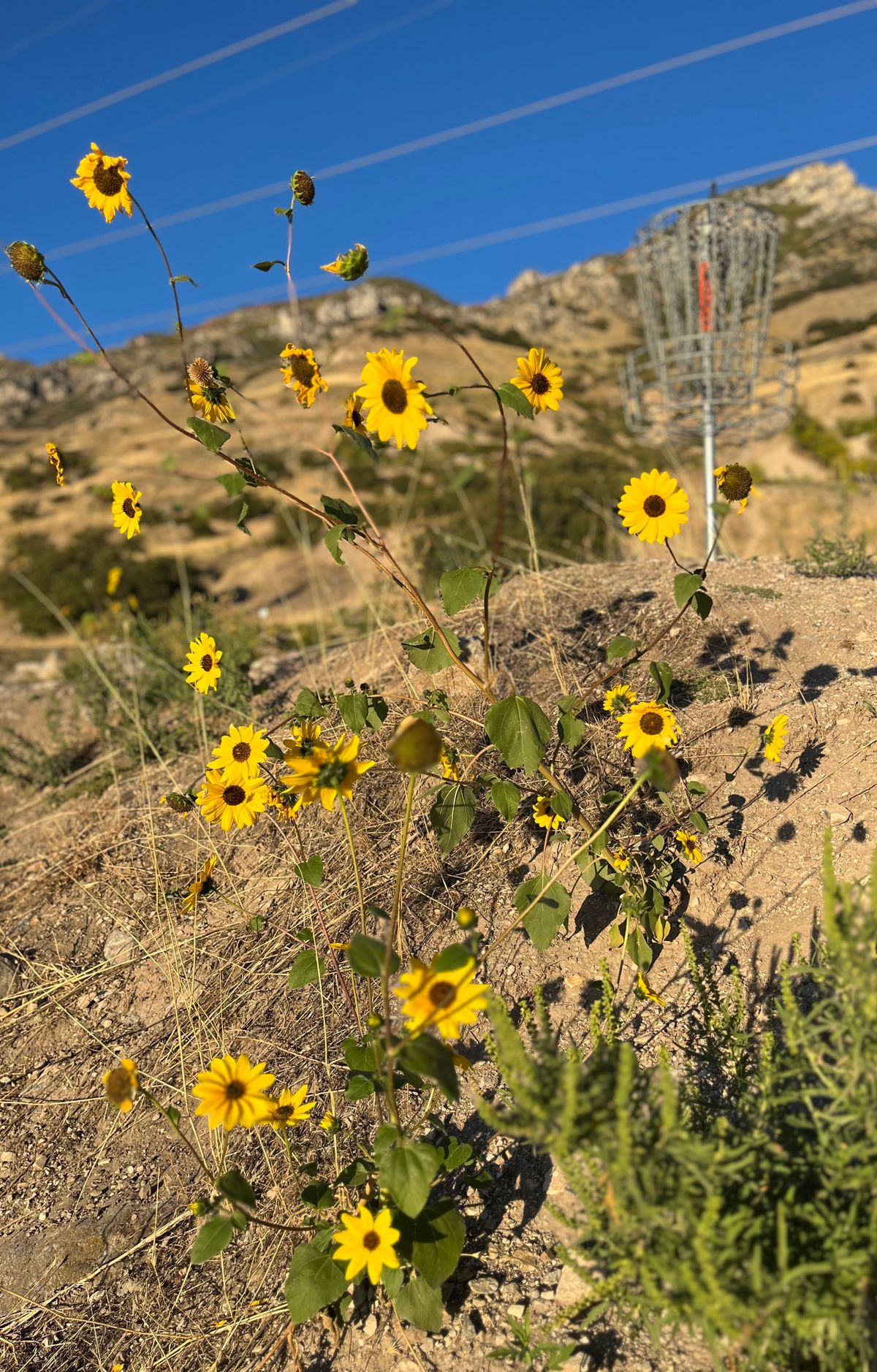 This course and the canyons are BEAUTIFUL.