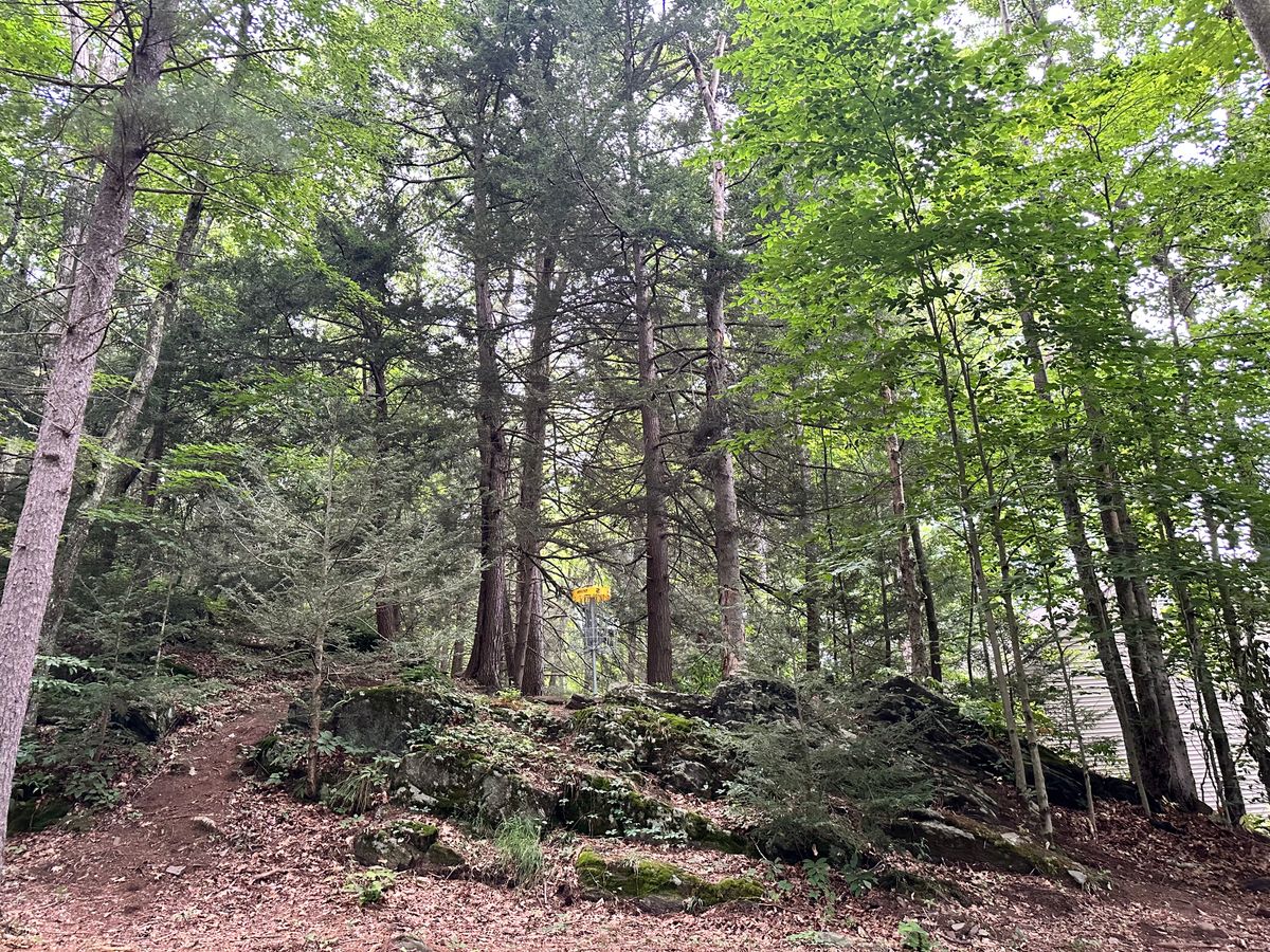 Great basket placement. Hole 2